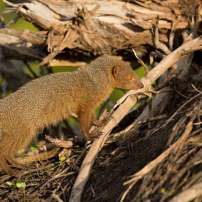 Ruddy mongoose