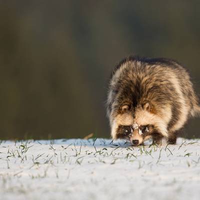 Common raccoon dog