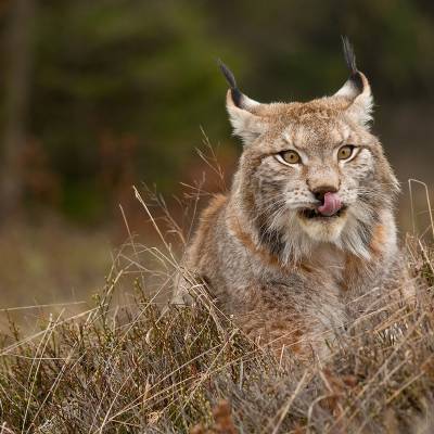 Eurasian lynx