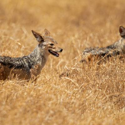 Black-backed jackal