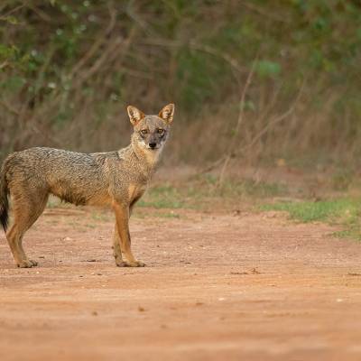 Golden jackal