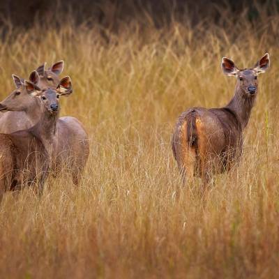 Sambar deer