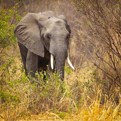 African bush elephant