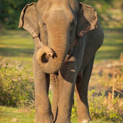 Asian elephant