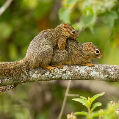 Tree squirrel