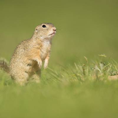 European ground squirrel