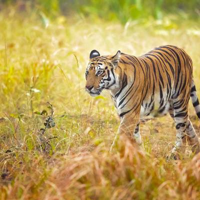 Bengal tiger