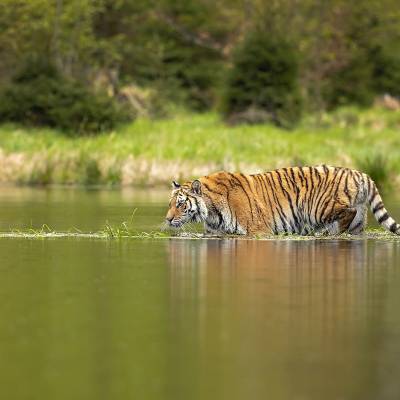 Siberian tiger