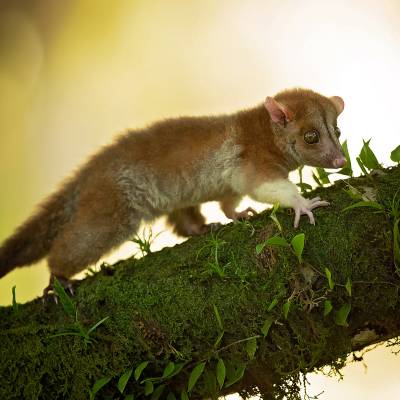 Derby's woolly opossum