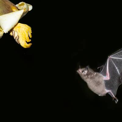 Pallas's long-tongued bat