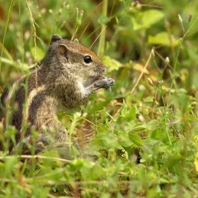 Himalayan striped squirrel