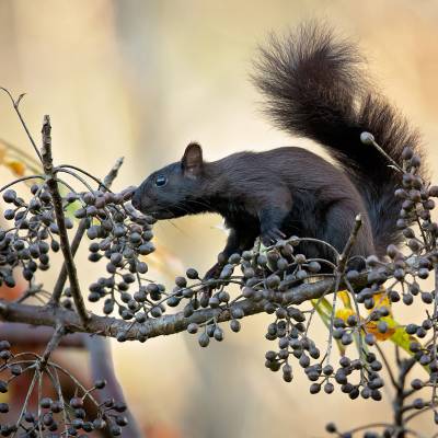 Variegated squirrel