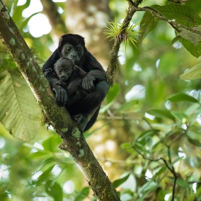 Mantled howler