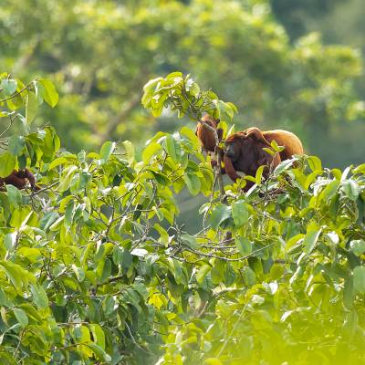 Colombian red howler