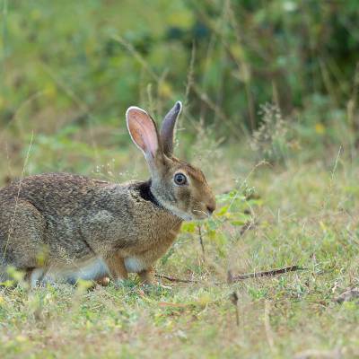 Indian hare