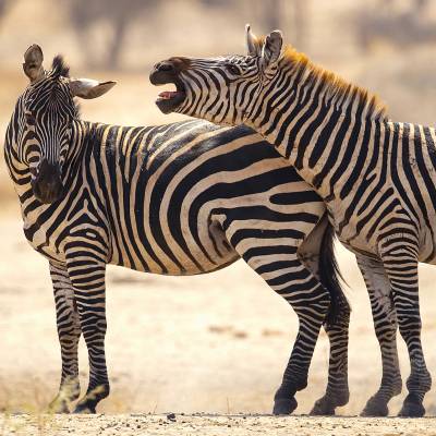 Plains zebra