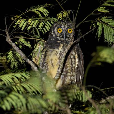 Stygian owl