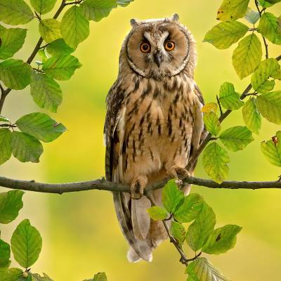 Long-eared owl