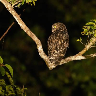 Buffy fish owl