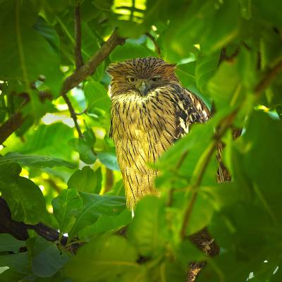 Brown fish owl