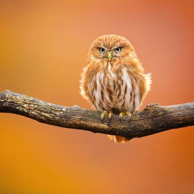 Ferruginous pygmy owl