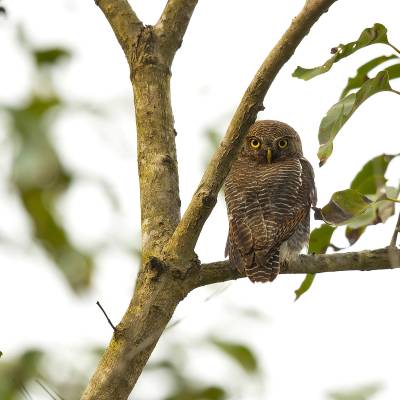 Jungle owlet