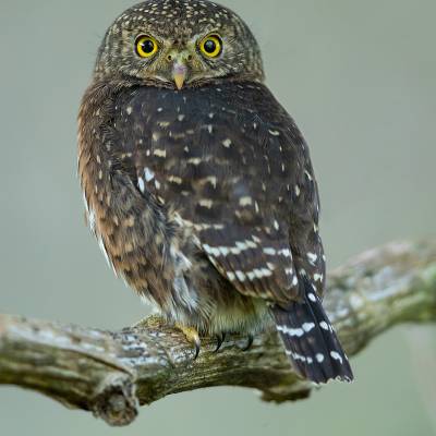 Costa Rican pygmy owl