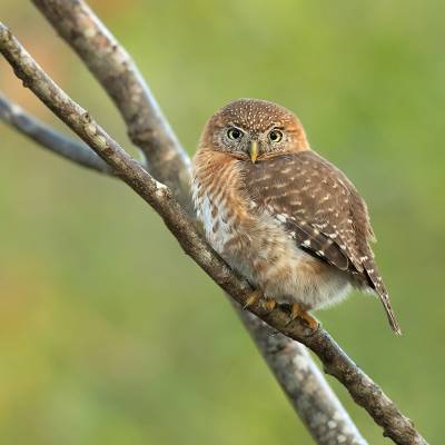 Cuban pygmy owl