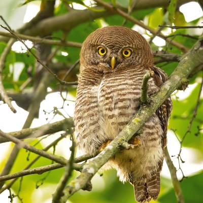 Asian barred owlet