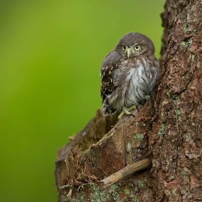 Eurasian pygmy owl