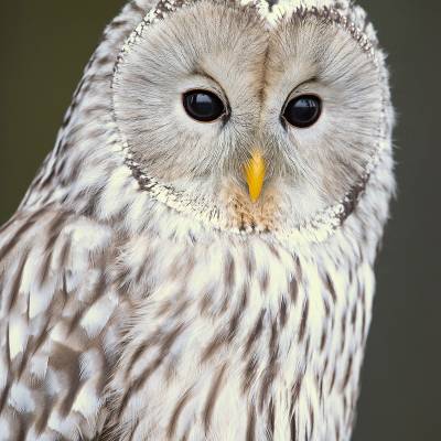 Ural owl