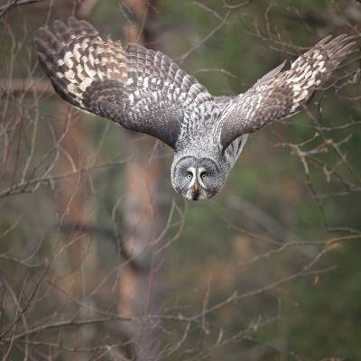 Great grey owl