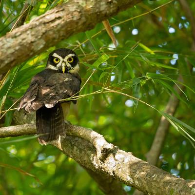 Spectacled owl