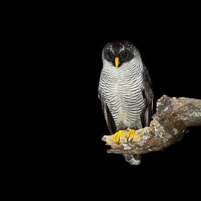 Black-and-white owl