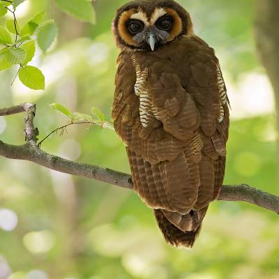 Brown wood owl