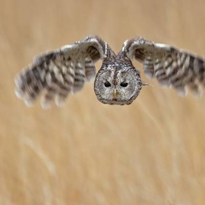 Tawny owl