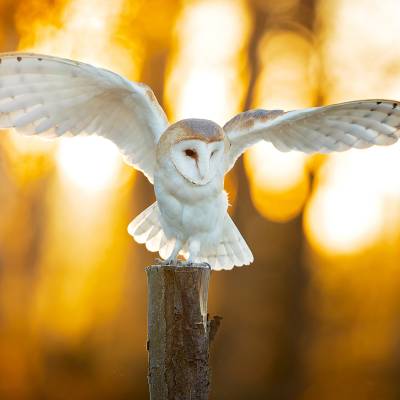 Barn owl