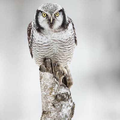 Northern hawk-owl