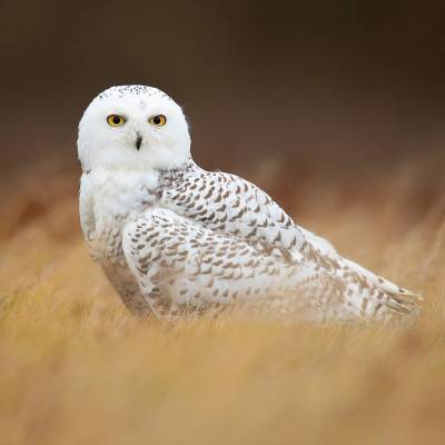 Snowy owl