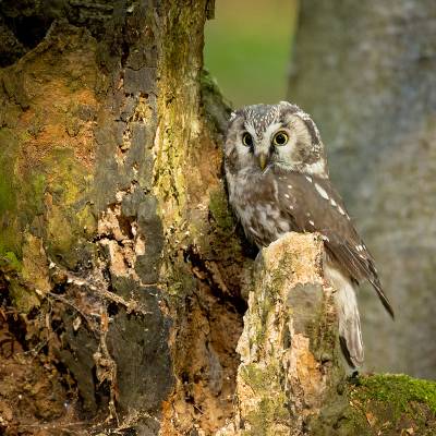 Boreal owl