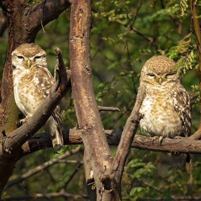 Spotted owlet