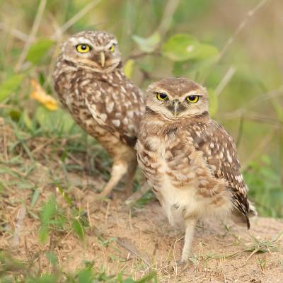 Burrowing owl