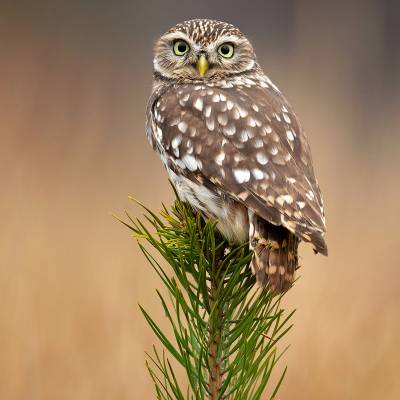 Little owl