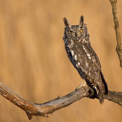 Spotted eagle-owl