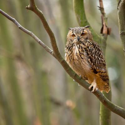 Indian eagle-owl