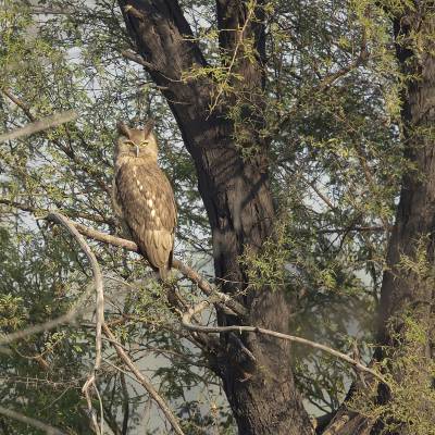 Dusky eagle-owl