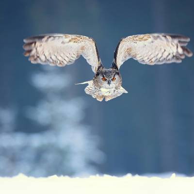 Eurasian eagle-owl