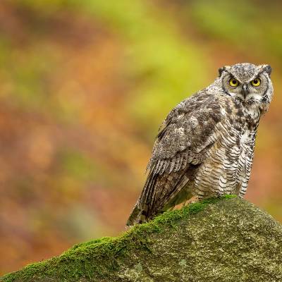 Great horned owl