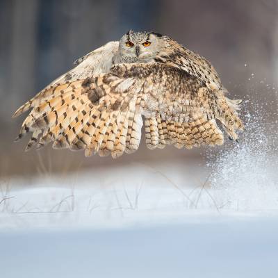 Siberian eagle-owl