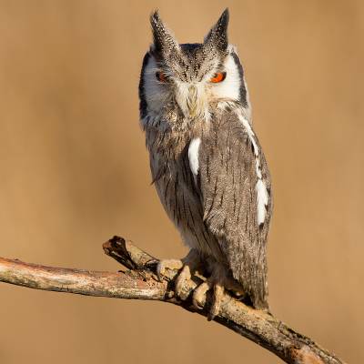 Northern white-faced owl